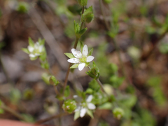 Caryophyllaceae
