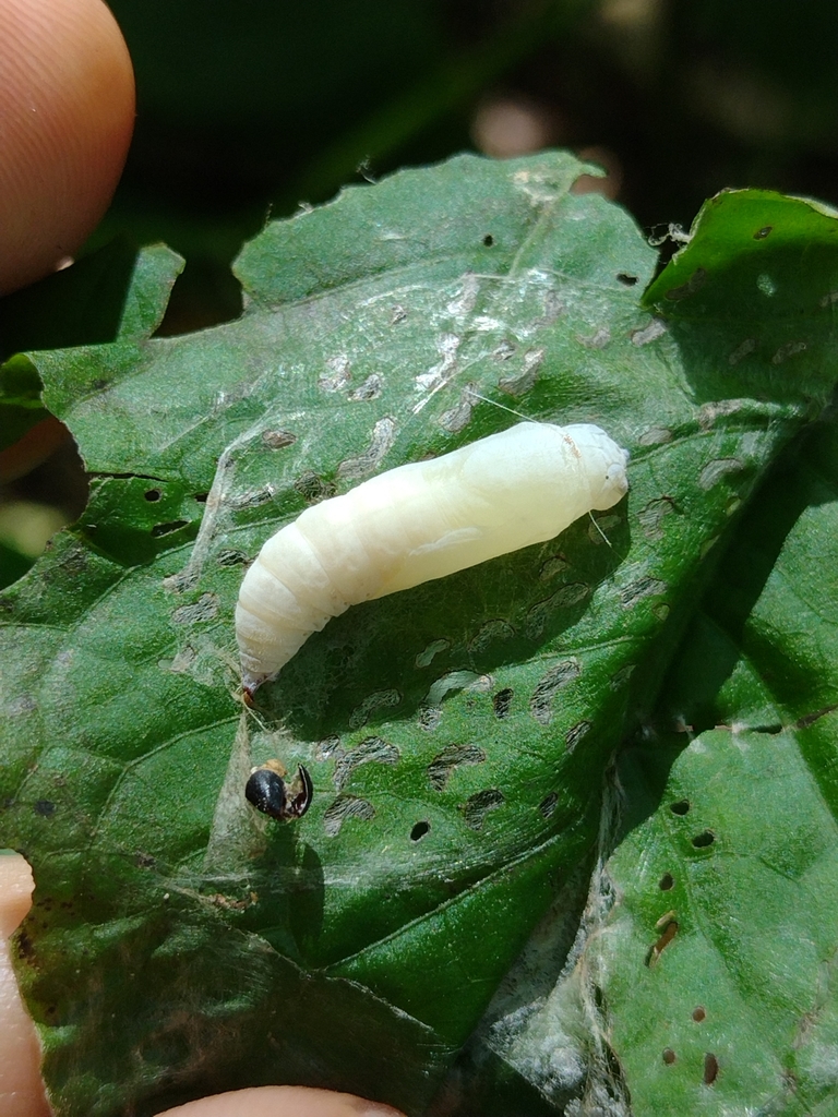 Quadrus cerealis