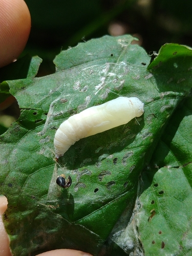 Quadrus cerealis