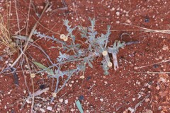 Chrysocephalum eremaeum