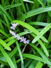 Liriope