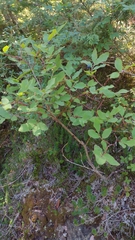 Vaccinium ovalifolium