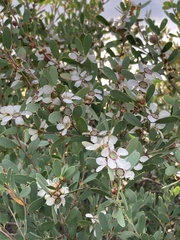 Leptospermum laevigatum