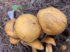 Suillus punctipes