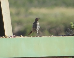 Oreoscoptes montanus