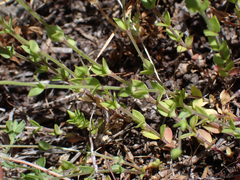 Caryophyllaceae