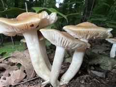 Desarmillaria