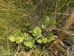 Geum macrophyllum
