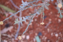 Chrysocephalum eremaeum