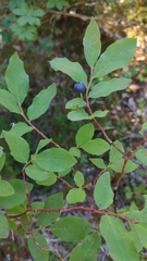 Vaccinium ovalifolium