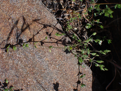 Caryophyllaceae