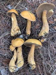 Suillus punctipes