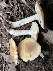 Desarmillaria