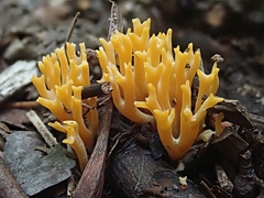 Ramariopsis crocea