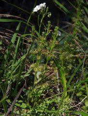 Drosera porrecta
