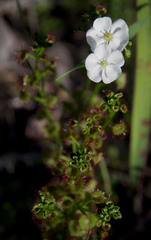 Drosera porrecta