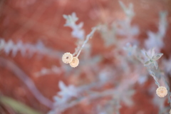 Chrysocephalum eremaeum