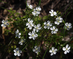 Drosera porrecta