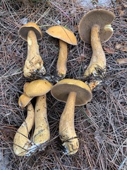 Suillus punctipes