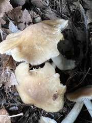 Desarmillaria