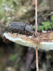 Bolitotherus cornutus