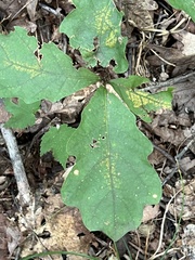 Quercus alba