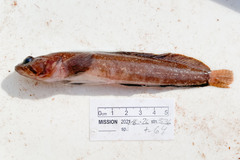 Ulvaria subbifurcata