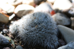 Mammillaria glassii