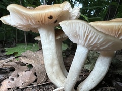 Desarmillaria