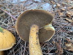 Suillus punctipes