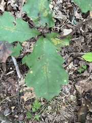 Quercus alba