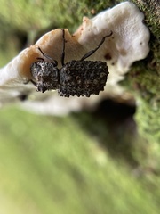 Bolitotherus cornutus
