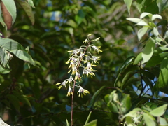 Dendrobium canaliculatum
