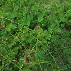 Boerhavia diffusa