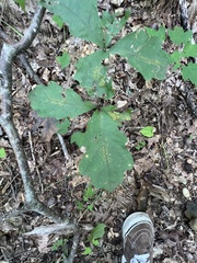 Quercus alba