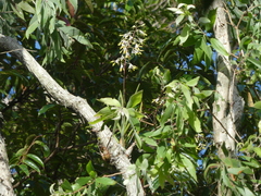 Dendrobium canaliculatum
