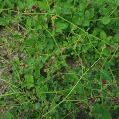 Boerhavia diffusa