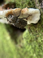 Bolitotherus cornutus