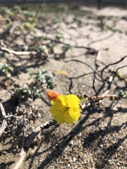 Camissoniopsis