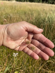 Geum macrophyllum