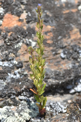 Veronica verna