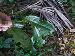 Pycnarrhena novoguineensis