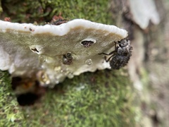 Bolitotherus cornutus