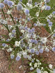 Eryngium aquaticum