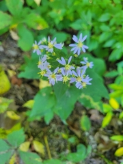 Symphyotrichum drummondii