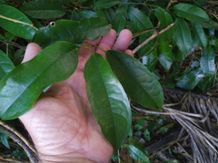 Pycnarrhena novoguineensis