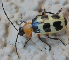 Paranapiacaba tricincta