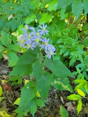 Symphyotrichum drummondii