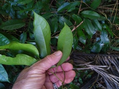 Pycnarrhena novoguineensis