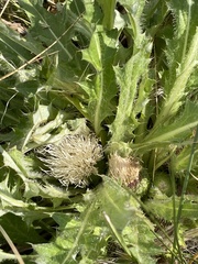 Cirsium scariosum